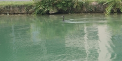 Gulosus aristotelis