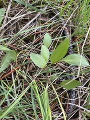 Claytonia lanceolata