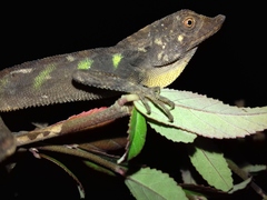 Aphaniotis acutirostris