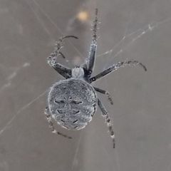 Neoscona nautica