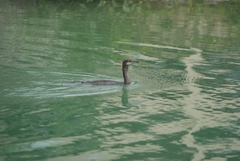 Gulosus aristotelis
