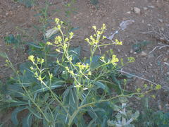 Brassica elongata