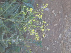 Brassica elongata