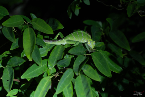 Common Green Forest Lizard