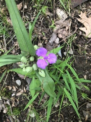 Tradescantia bracteata