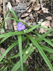 Tradescantia bracteata