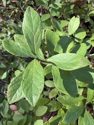 Gaylussacia frondosa, 2026-10-08