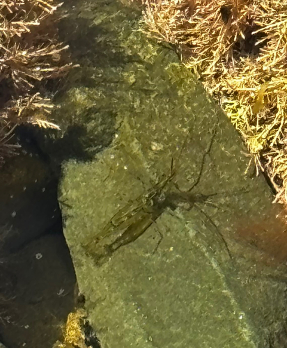 Palaemon affinis observed 2026-10-09