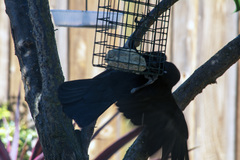 Corvus brachyrhynchos