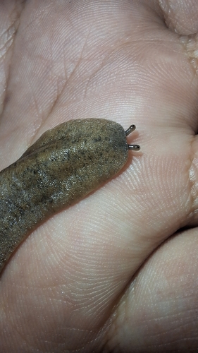 Sarasinula plebeia observed 2026-10-08
