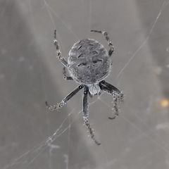 Neoscona nautica