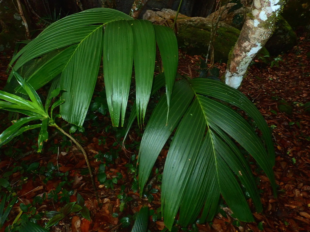 Roscheria melanochaetes