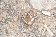 Adoliadini