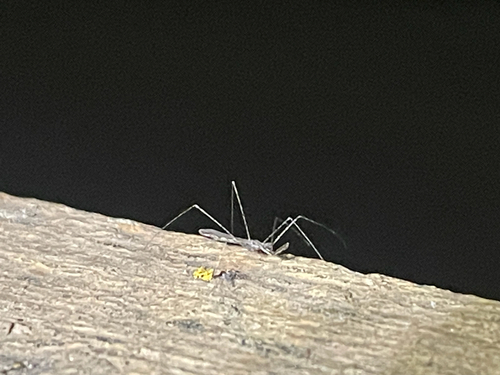 Empicoris rubromaculatus observed 2026-10-06