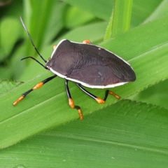 Brachystethus improvisus