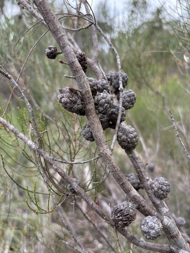 Allocasuarina muelleriana observed 2026-10-09