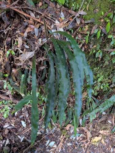 Austroblechnum patersonii observed 2026-10-07