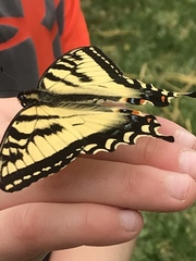 Papilio canadensis