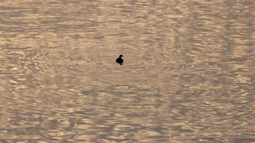 Little Grebe