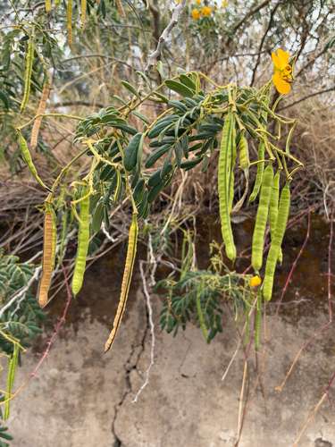 Senna multiglandulosa observed 2026-10-08
