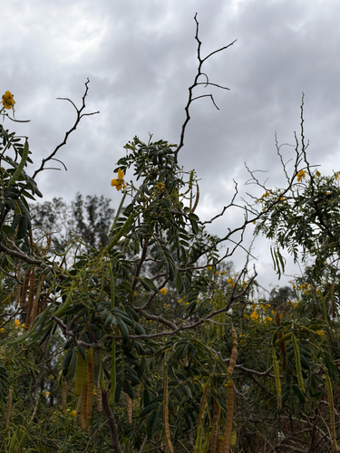 Senna multiglandulosa observed 2026-10-08