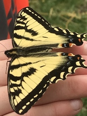 Papilio canadensis