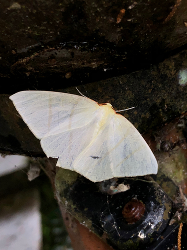 Ourapteryx incaudata