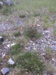 Globularia bisnagarica