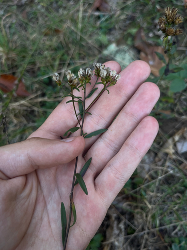 Sericocarpus linifolius observed 2026-10-08