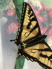 Papilio canadensis