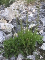 Globularia bisnagarica