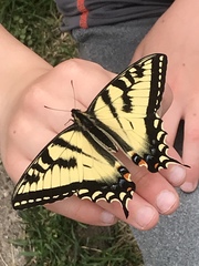 Papilio canadensis