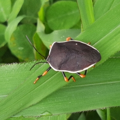 Brachystethus improvisus