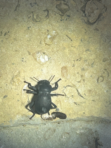Asbolus mexicanus