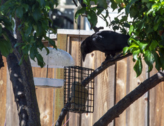 Corvus brachyrhynchos