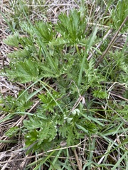 Geum triflorum