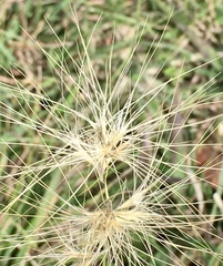 Bouteloua megapotamica