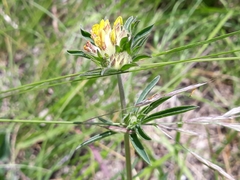 Anthyllis vulneraria