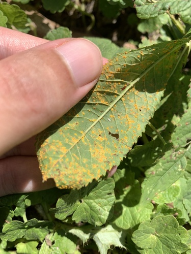 Coleosporium vernoniae, 2026-10-08