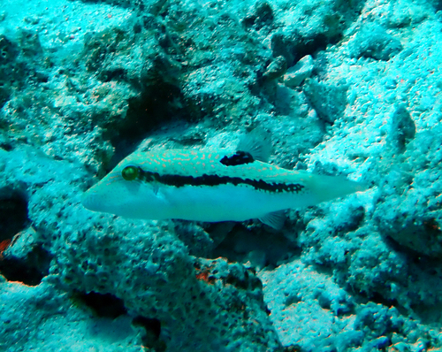 Canthigaster bennetti observed 2026-10-08