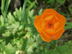 Trollius altaicus