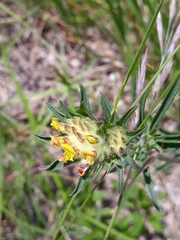 Anthyllis vulneraria