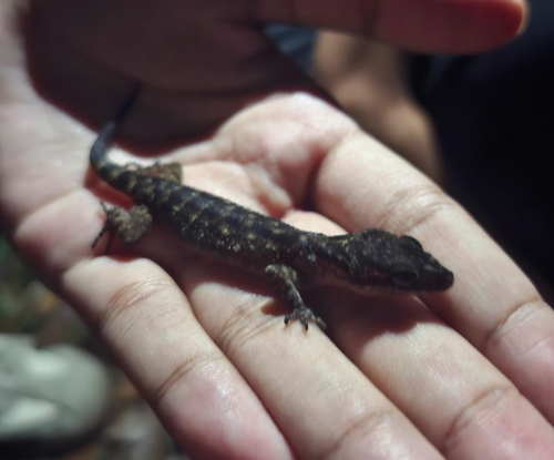 Cyrtodactylus marmoratus observed 2026-10-03