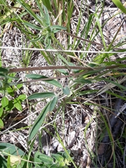 Anthyllis vulneraria