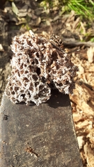 Fungi