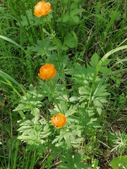 Trollius altaicus