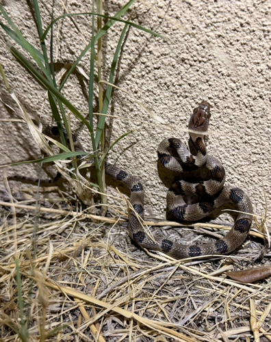 Texas Lyre Snake