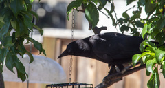 Corvus brachyrhynchos
