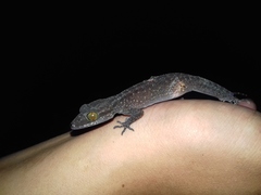 Cyrtodactylus marmoratus