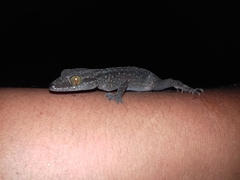 Cyrtodactylus marmoratus